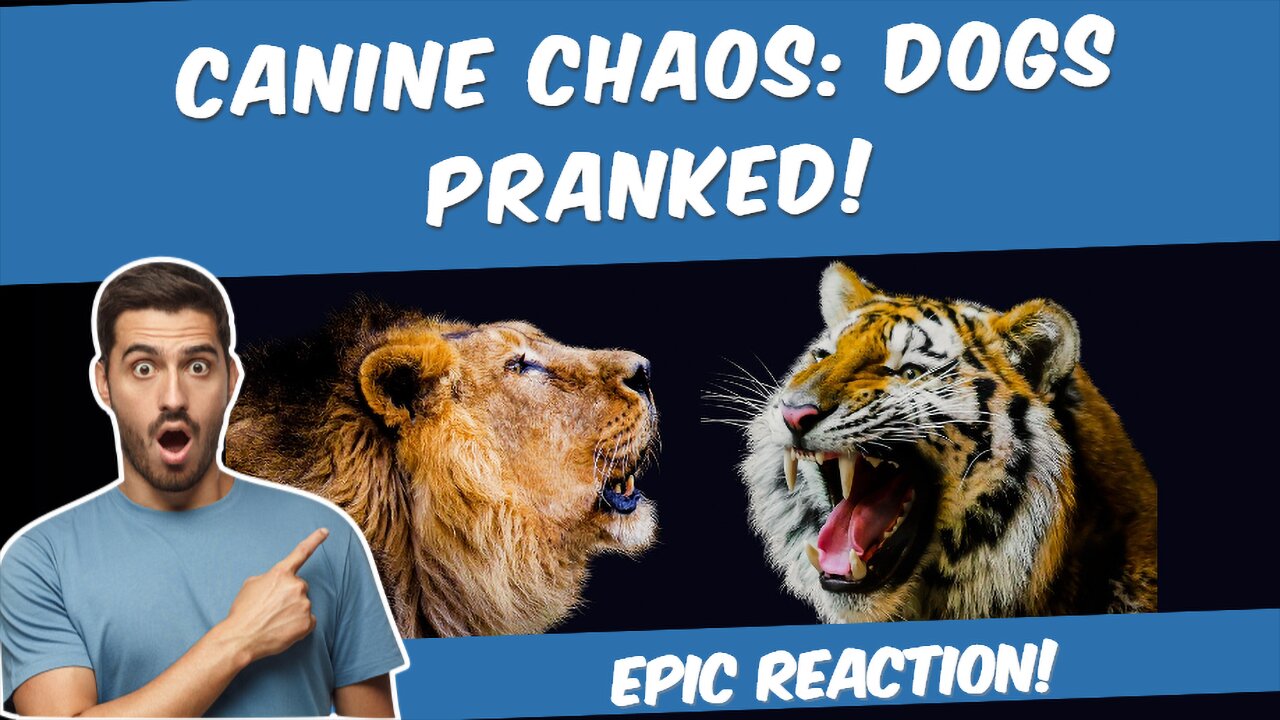 Funny animals. Canine Chaos: Dogs Pranked! 🐶