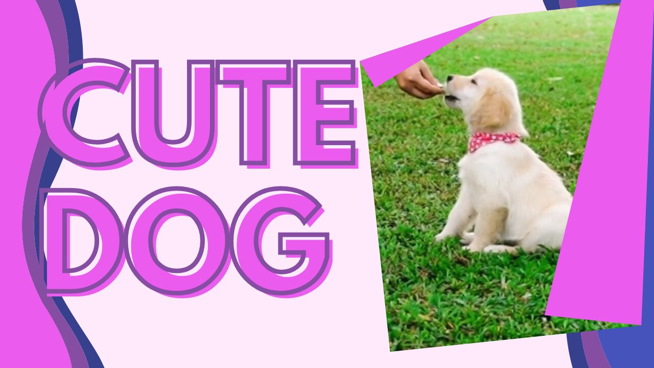 dog cute puppy video full HD cute dog video