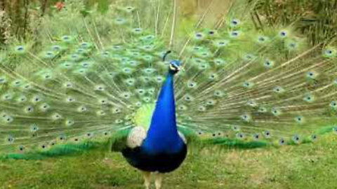 Beautiful peacock, Amazing Animals, Peacocks sound