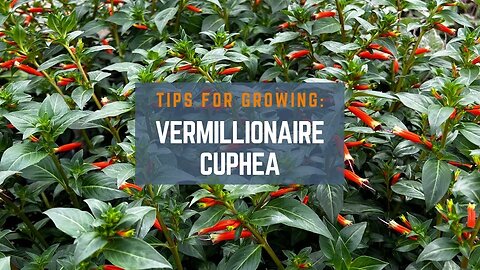 3 Tips for Growing Vermillionaire Cuphea