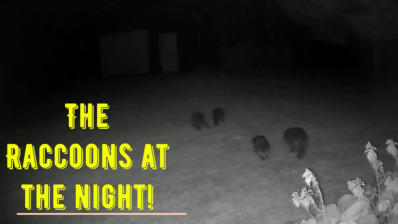 The RACCONs at the Night!