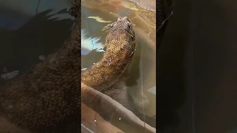 LOOK HOW LONG A KOMODO DRAGON IS! #shorts #asia #zoo #calgary