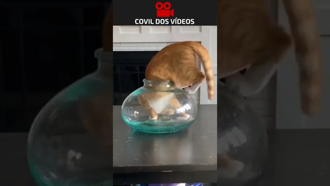 quem dera ser um peixe