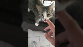 Evil cat keeps biting me