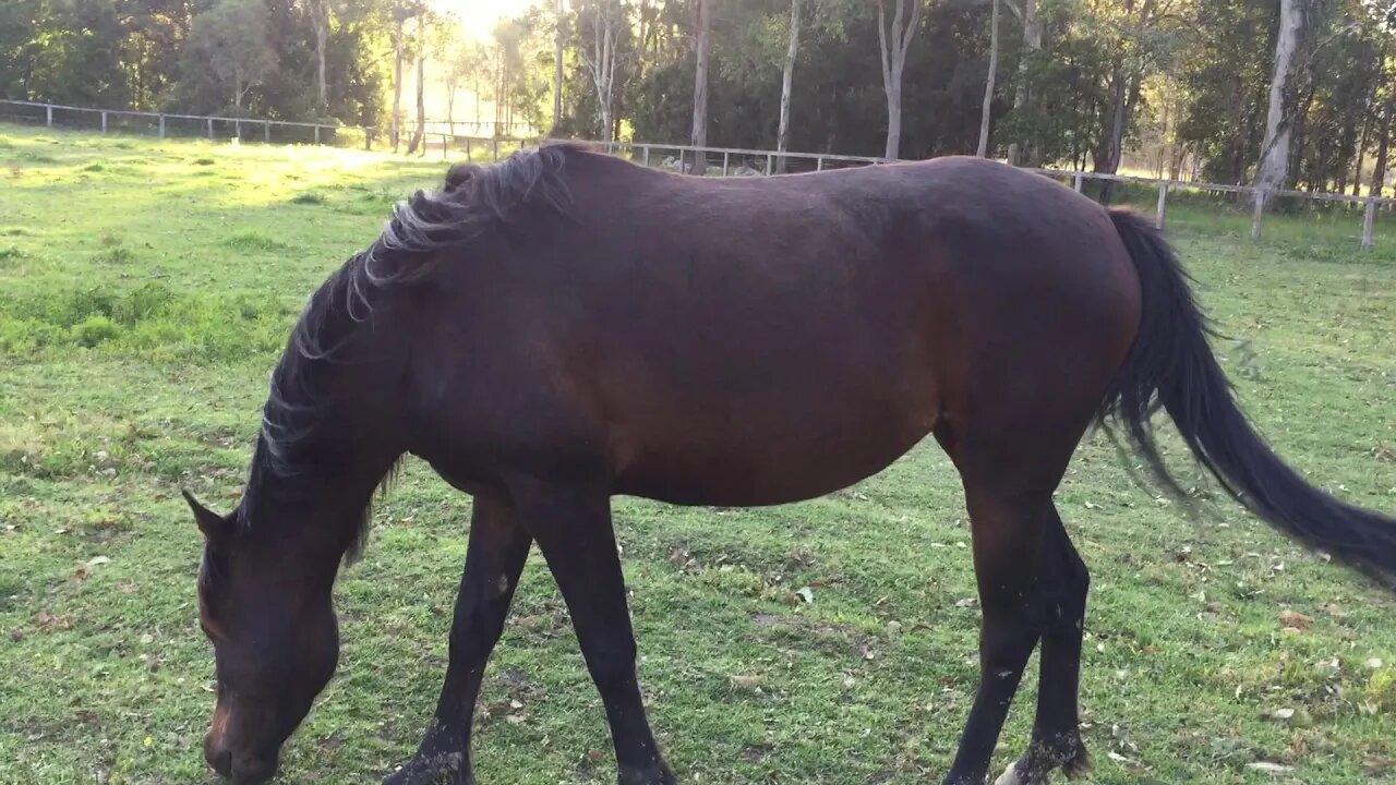 Brushed homemade insect repellent through the girls manes, Dyani has choke again