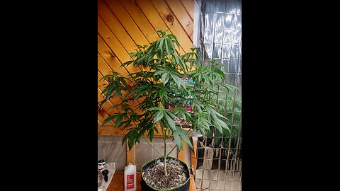 defoliating cannabis