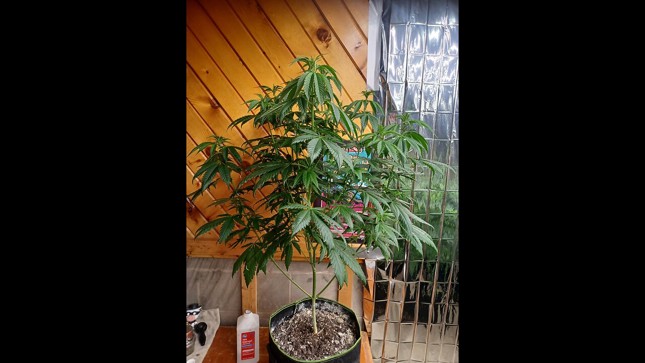 defoliating cannabis