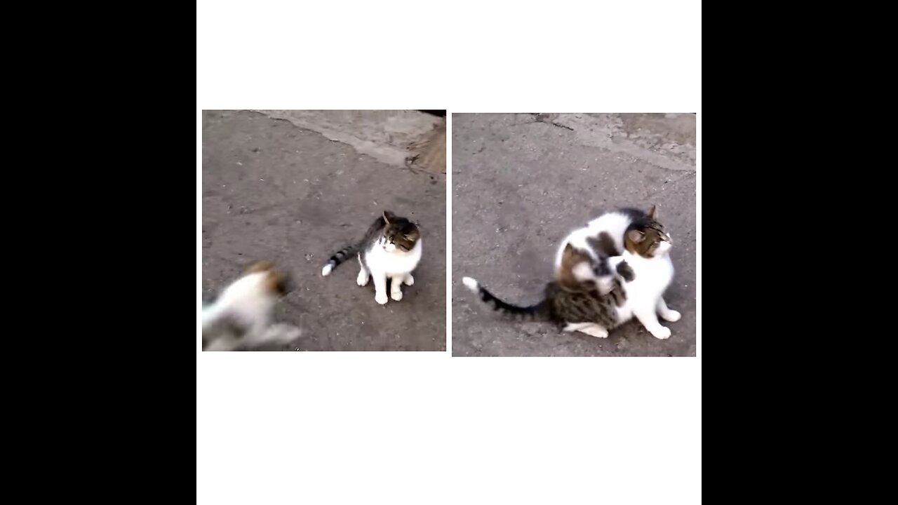 Dog loves cat! They are best friends!