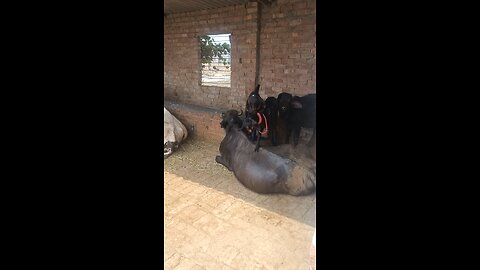 Funny sweet video buffalo and Goad