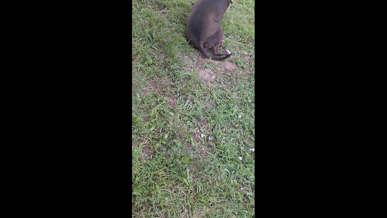 Those are high roller golph balls Trump.