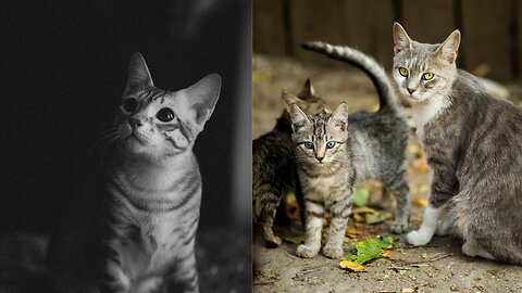 Angry Mother cat protects her Kittens and doesn't let anyone approach them.