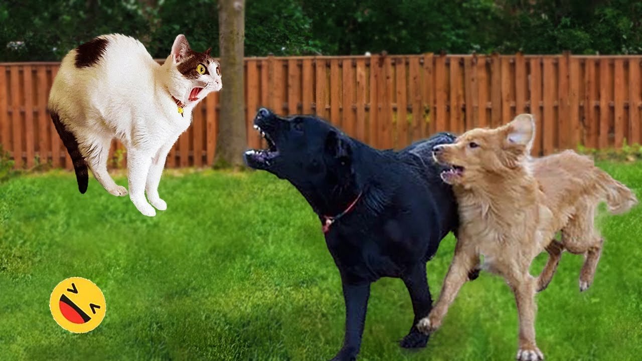 New Funny Animals 😂 Funniest Cats and Dogs Videos 😺🐶 Part 86