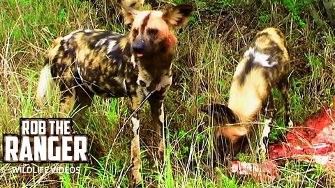 African Painted Wolves Seen Feeding During A Safari | Archive Footage