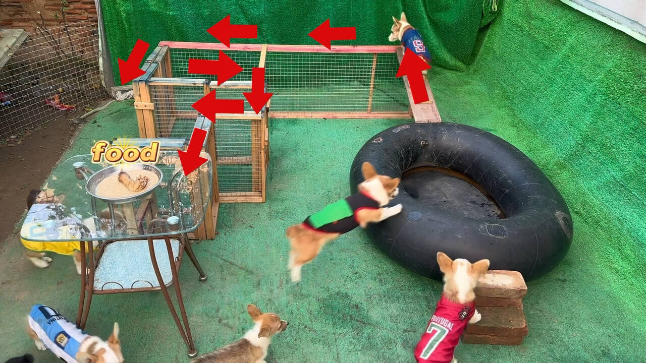 Corgi Dog Challenges Difficult Eating 20