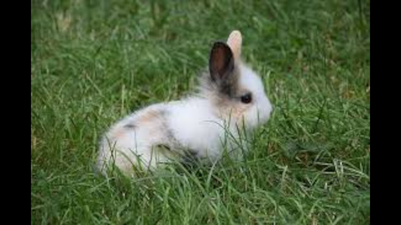 We spent over an hour chasing this rabbit around the garden trying to catch him!!!