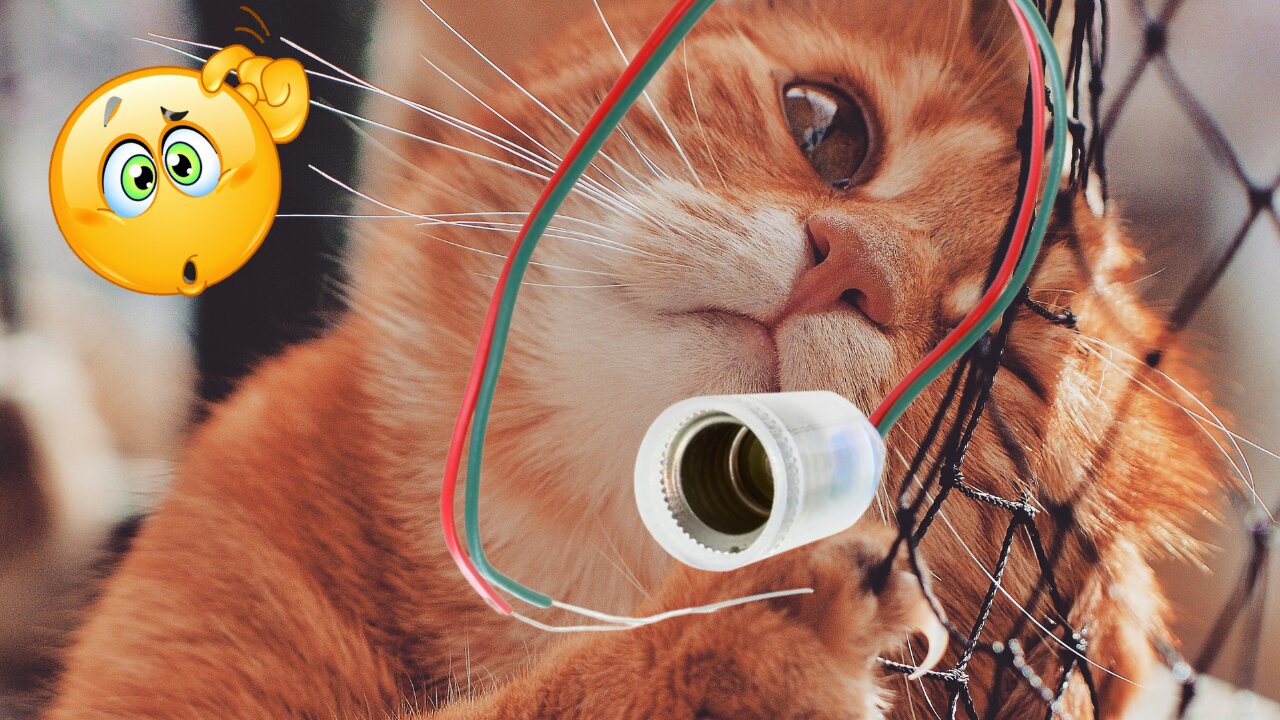 This Cat Is Better at Wiring Than You Are😍-😍-😍= | Pets Class Part 56