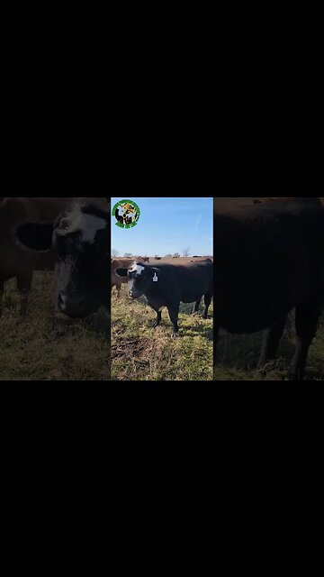 Feather The Guard Cow Ep. 04 #outdoors #trapping #viral #ranchlife #fyp