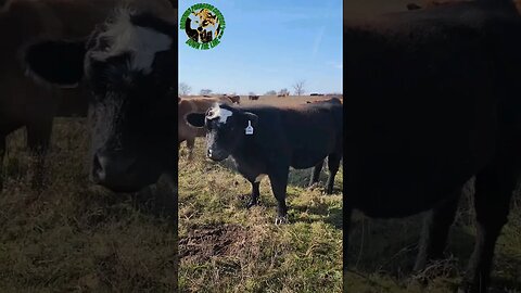 Feather The Guard Cow Ep. 04 #outdoors #trapping #viral #ranchlife #fyp