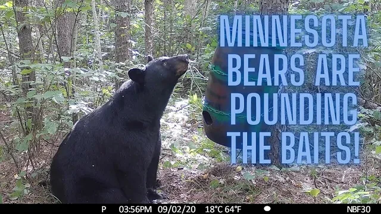 Testing bait sites: Minnesota Bear hunting