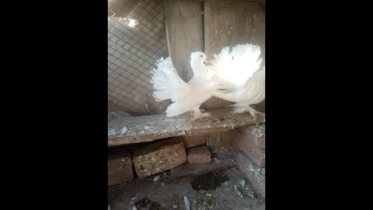 fitar