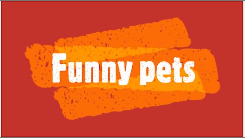 Funny Dog Videos