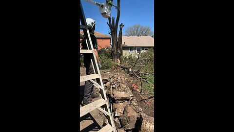 Tree felling for funsies