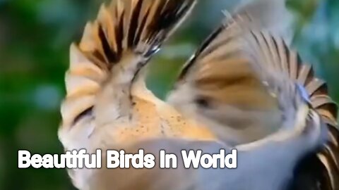 Beautiful birds dancing video captured beautiful views of birds