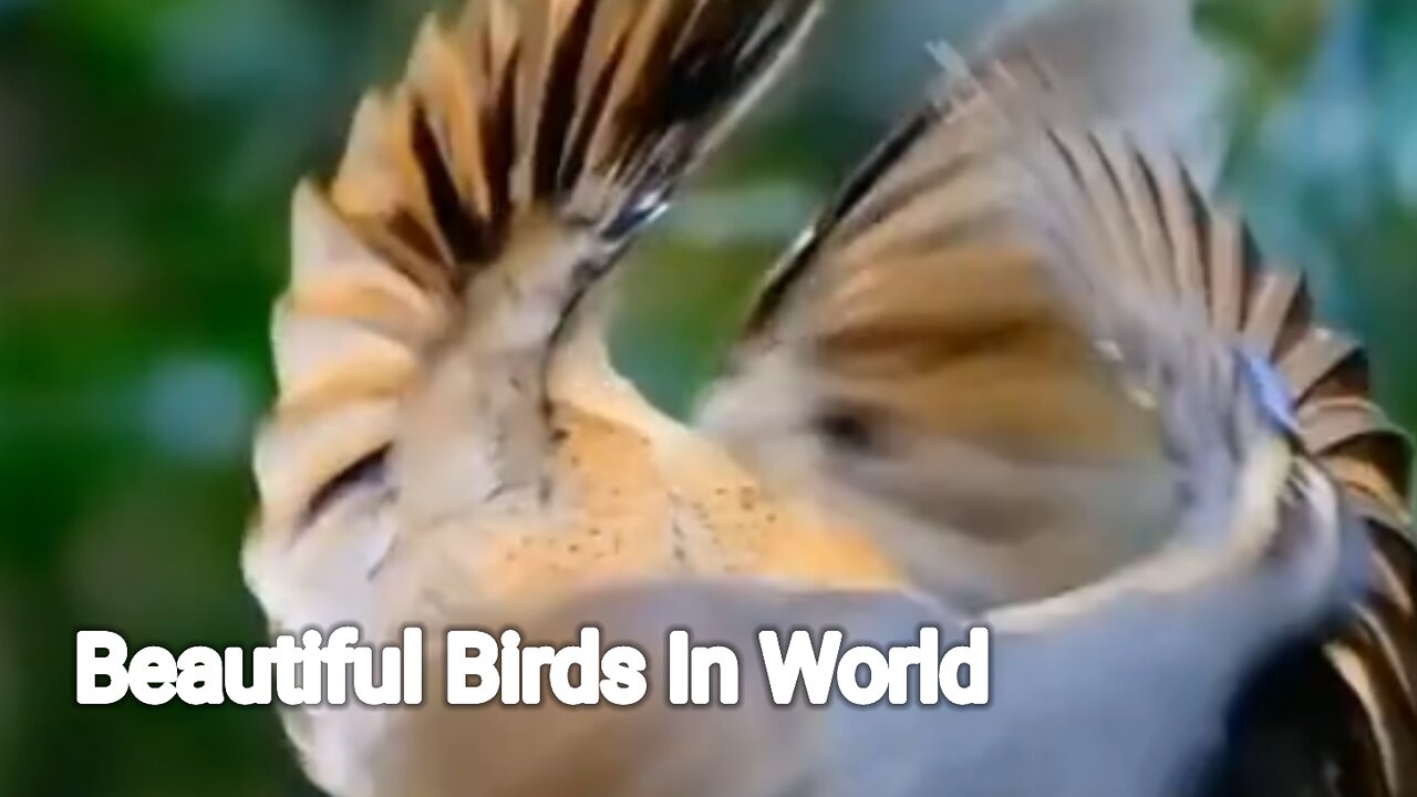 Beautiful birds dancing video captured beautiful views of birds