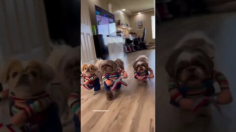 Chucky pups