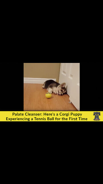 Palate Cleanser: Here's a Corgi Puppy Experiencing a Tennis Ball for the First Time