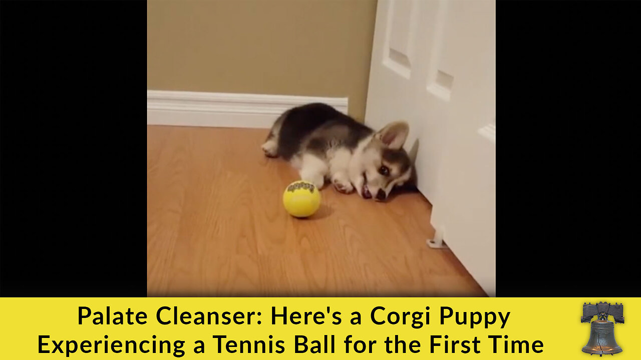 Palate Cleanser: Here's a Corgi Puppy Experiencing a Tennis Ball for the First Time