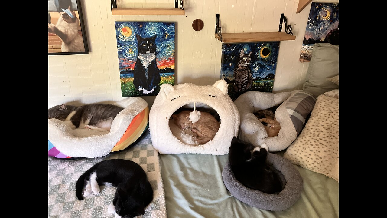 From the beginning of the Cat Cartel 2018-2024