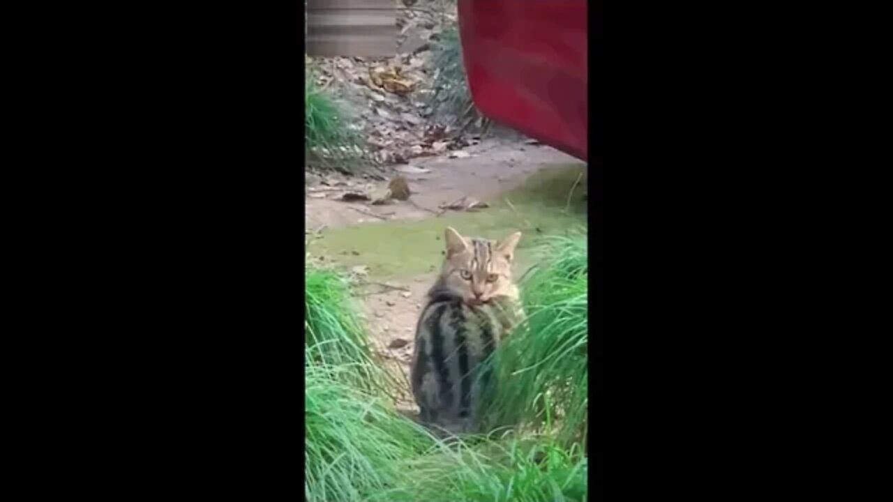 Funny Cats-Dogs-Cute cats video #9