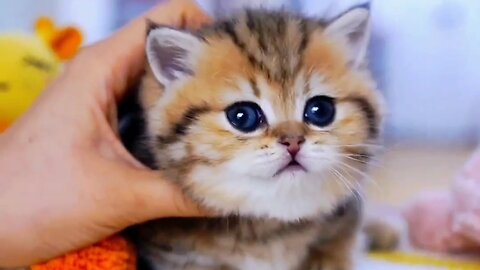 How cute little kitten Lovely video