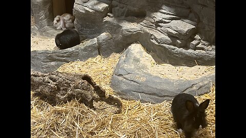 Bunnies at play.