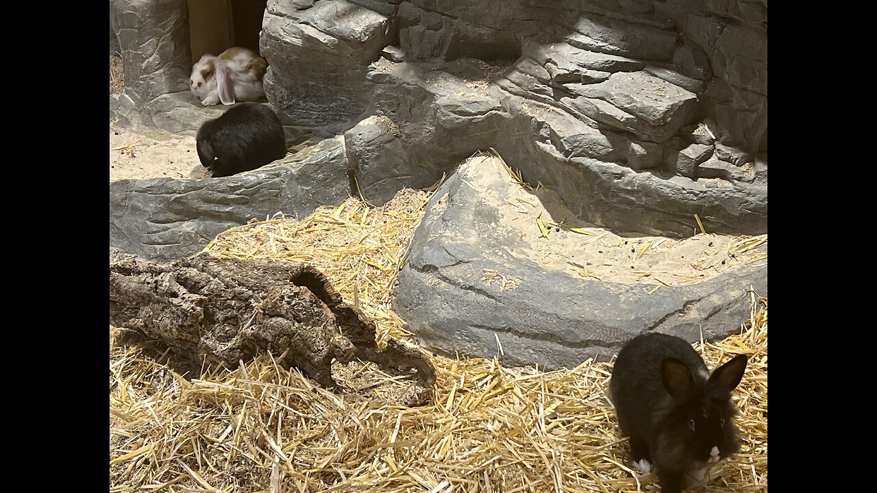 Bunnies at play.