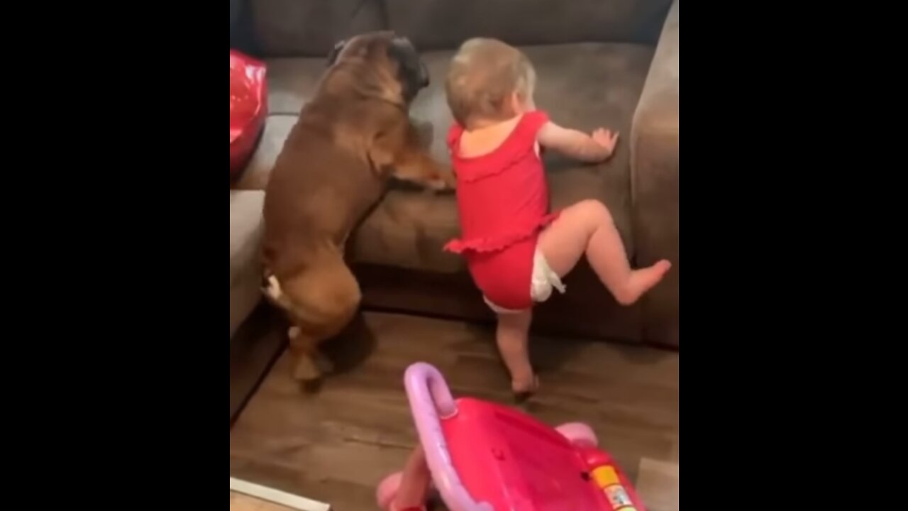 Dog 🐶 🆚 Toddler 👶