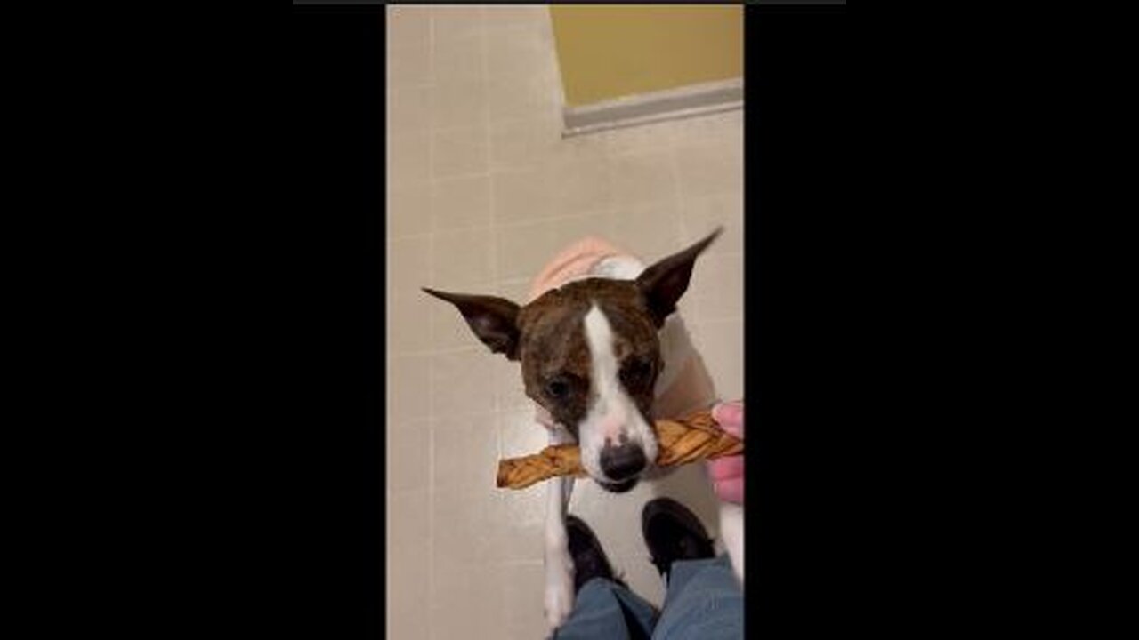 Rawhide chicken bone for Princess