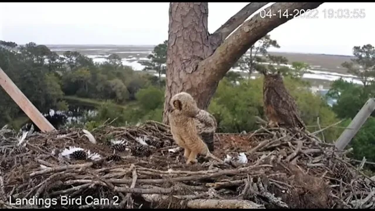 Self-Feeding With a Snack From The Pantry 🦉 4/14/22 19:03