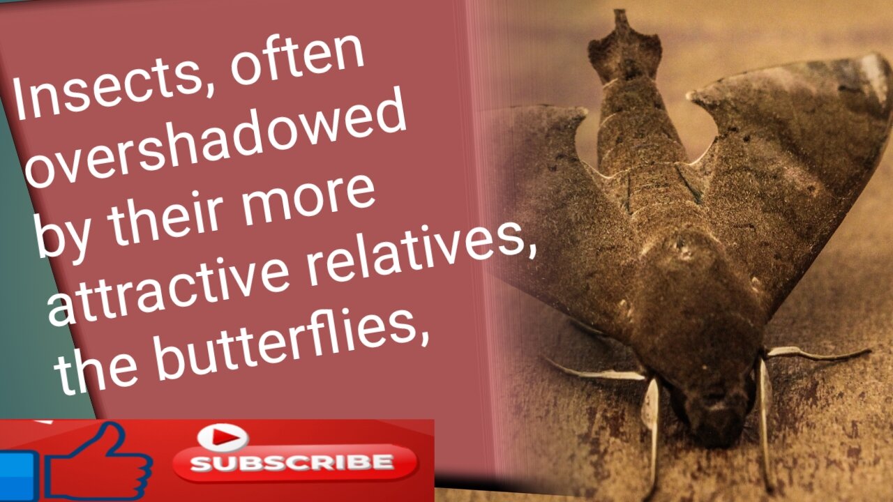 Insects, often overshadowed by their more attractive relatives, the butterflies,