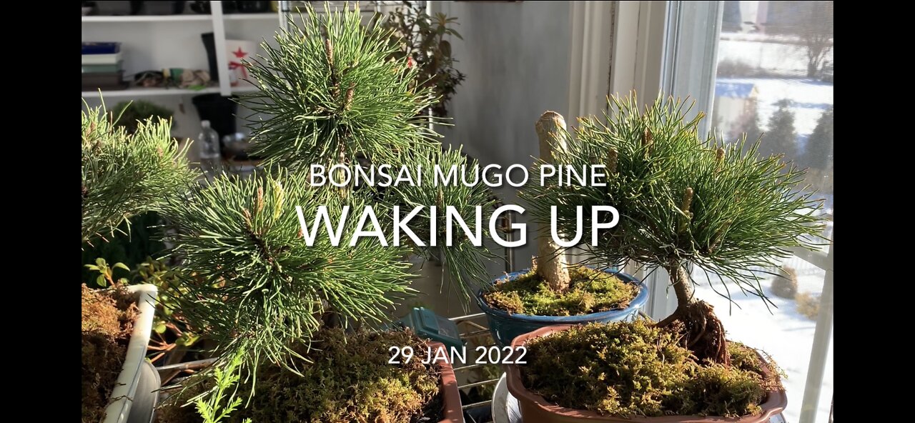 Bonsai Mugo Pines Waking Up