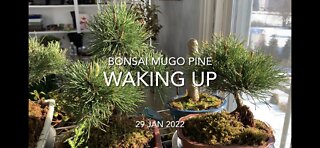 Bonsai Mugo Pines Waking Up