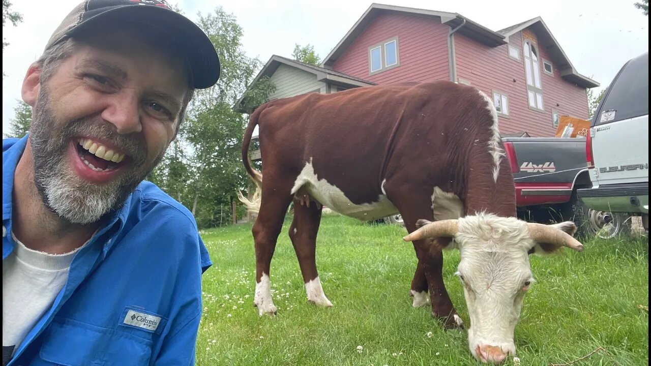 WHO NEEDS A LAWNMOWER? Save gas and use cows! Rotational grazing my yard with cows.