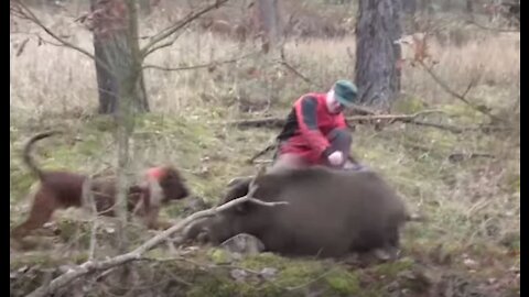 Dog saves owner's life from wild boar (SHOCKING)