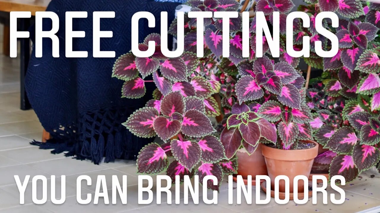 HOW TO TAKE CUTTINGS FROM OUTDOOR PLANTS. GARDEN PLANTS YOU CAN BRING INSIDE! | Gardening in Canada