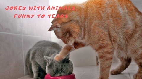 Jokes with animals, funny to tears