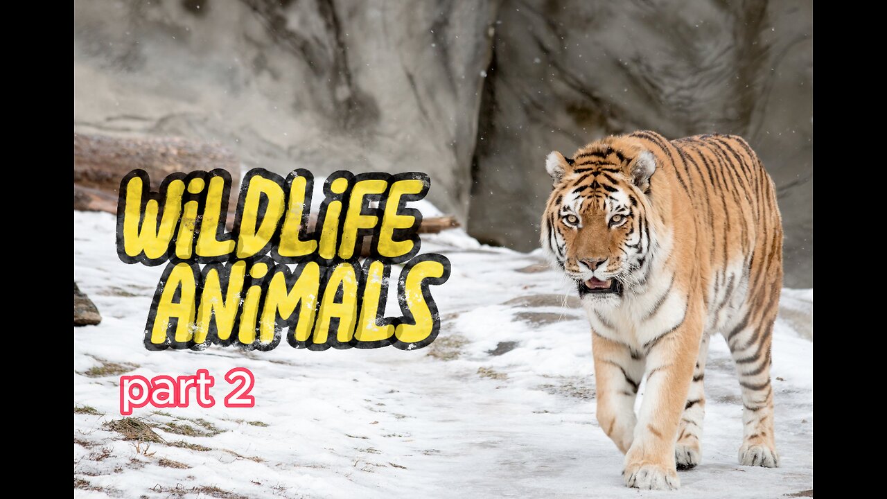 high-quality video about wildlife animals