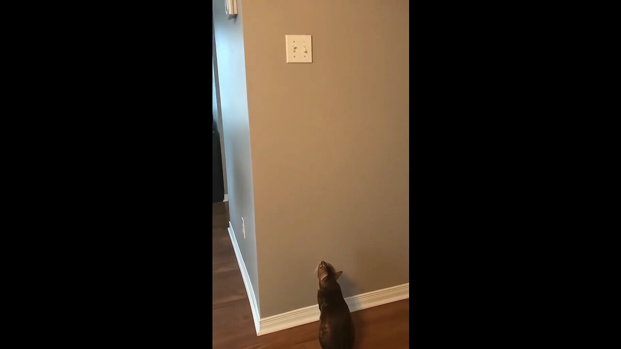 Cat jumps for light switch