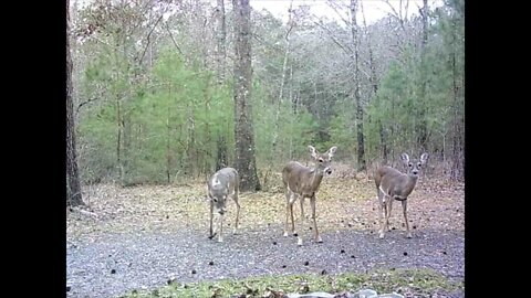 Southeast Texas Backyard Wildlife 101