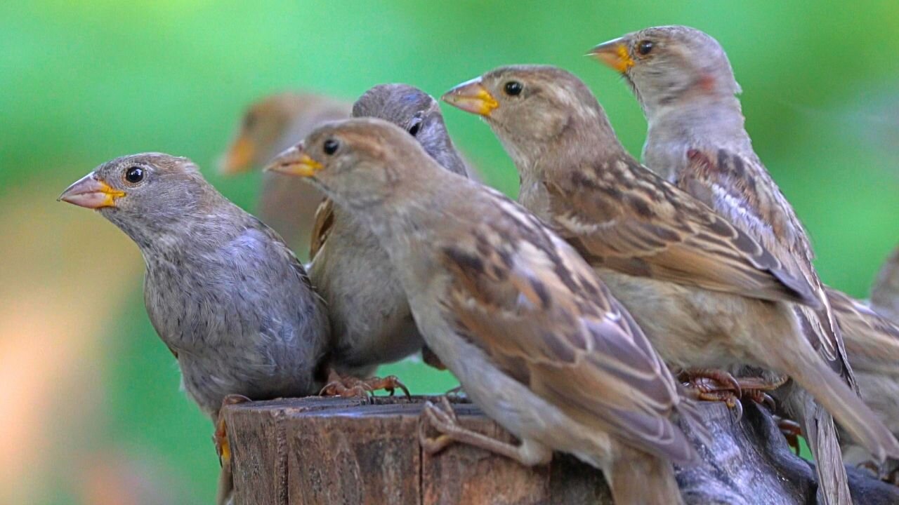 Success! House Sparrows Have Reclaimed Their Original Feeding Site